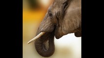 ¿Por qué los elefantes raramente tienen cáncer?