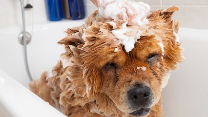 ¿Hay que lavar al perro con jabón Lagarto?