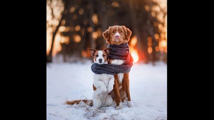 Los perros pasan frío, ¿mito o realidad?