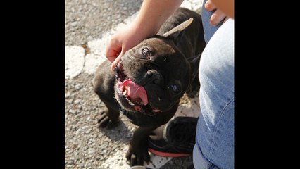 ¿Deben los desconocidos tocar a mi perro?