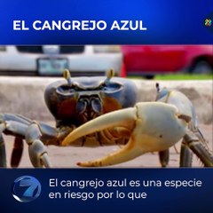 Cangrejo azul