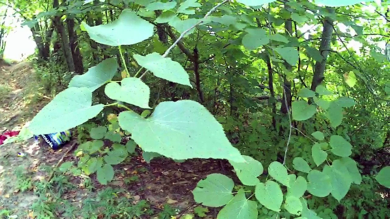 Catholic Hike Pilgrimage|St OdiliaShrine, Into St Odila Shrine, Onamia MN #5