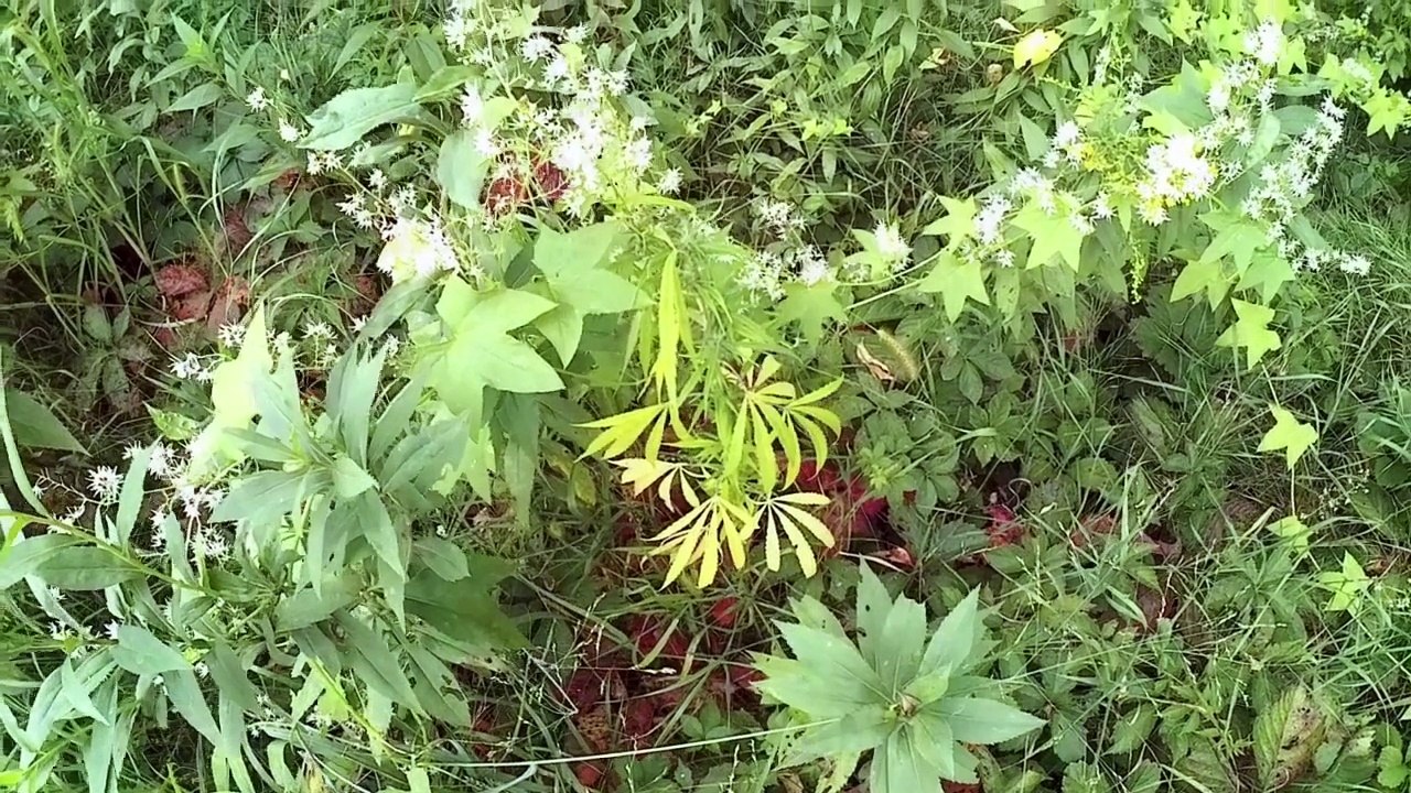 Catholic Hike Pilgrimage| St Odilia Shrine , Princeton MN- Milaca-US 169 North# 3