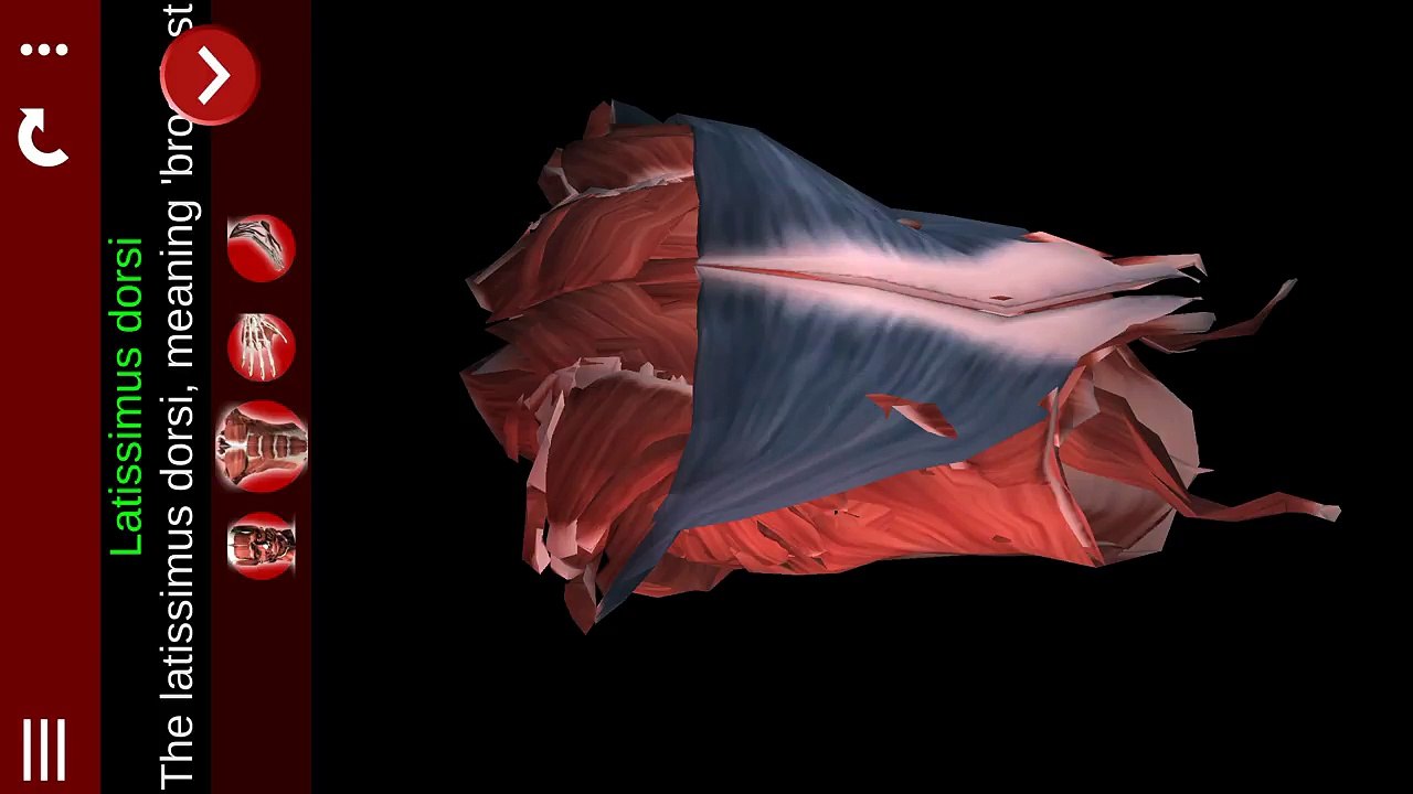 Muscular System 3D (anatomy) App Download