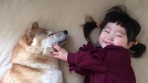 Adorable Toddler Pets Sleeping Shiba Inu