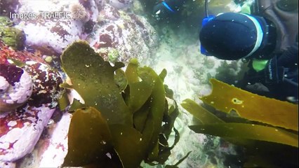 Le coût élevé du trafic d’ormeaux entre l’Afrique et l’Asie