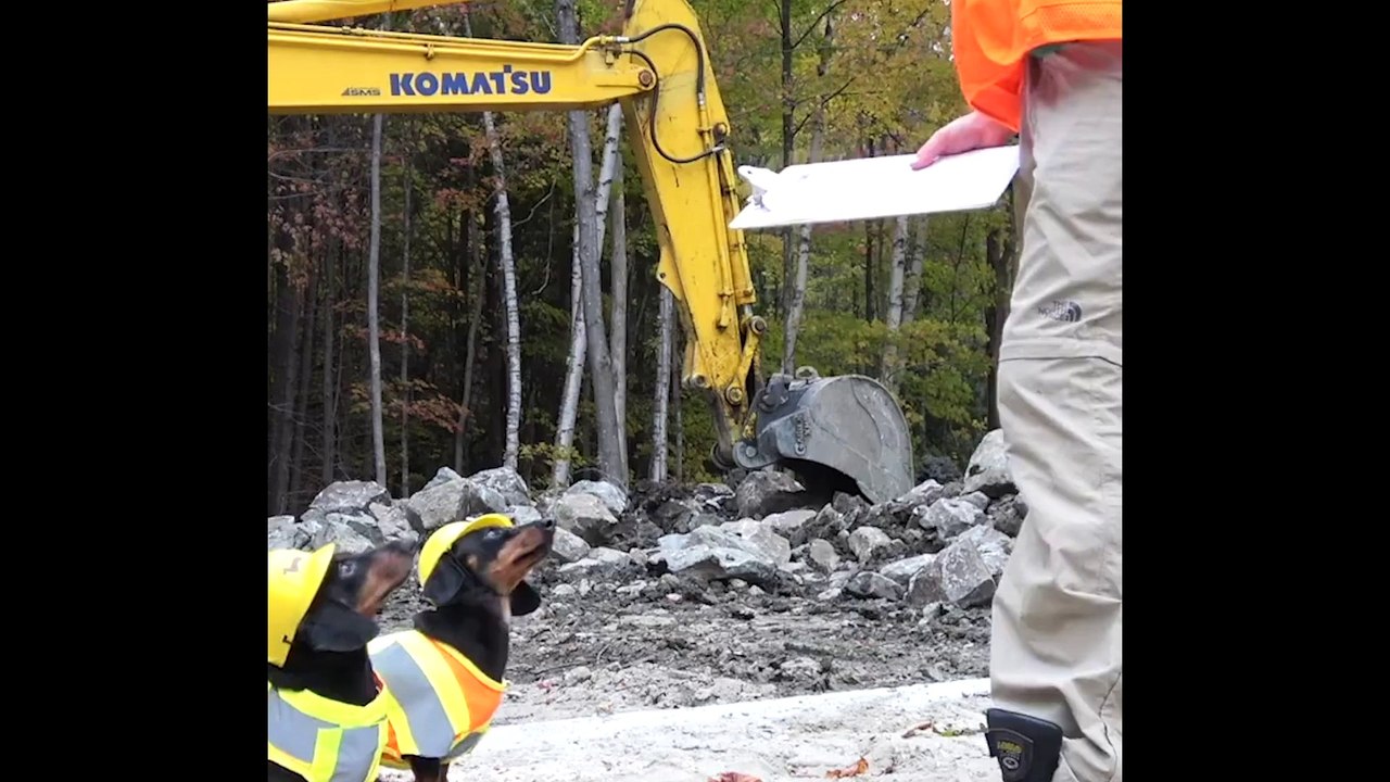 Sausage Dogs Are Construction Workers