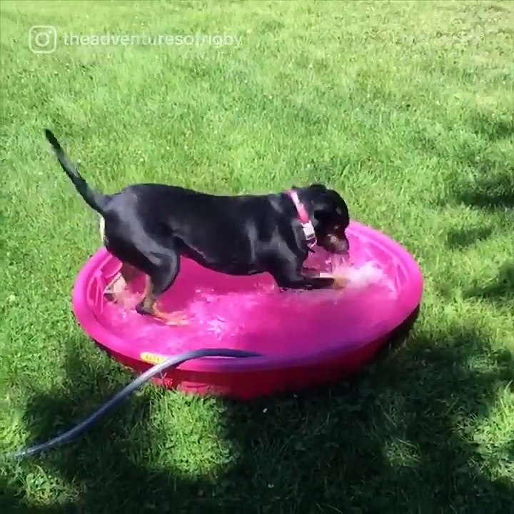 Why Dogs Get The Zoomies