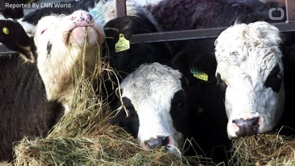 Scottish Cow Confirmed To Have Mad Cow Disease