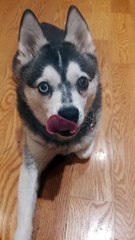 Very cute dog of the year :)