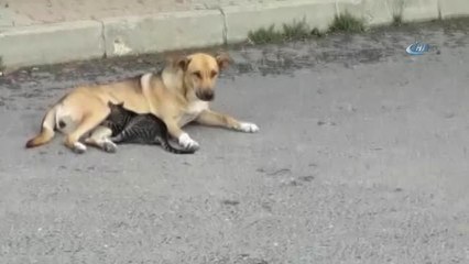 Köpekten Yavru Kediye Anne Şefkati