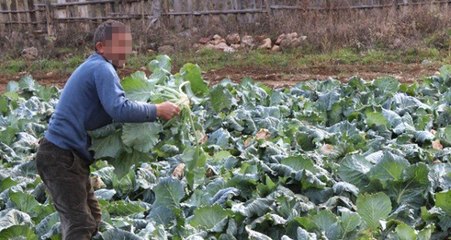 Çiftçi, Tarlayı Lağım Suyuyla Sularken Yakalandı