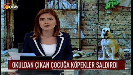 Okuldan çıkan çocuğa köpekler saldırdı