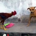 Animal fight club cock vs dog