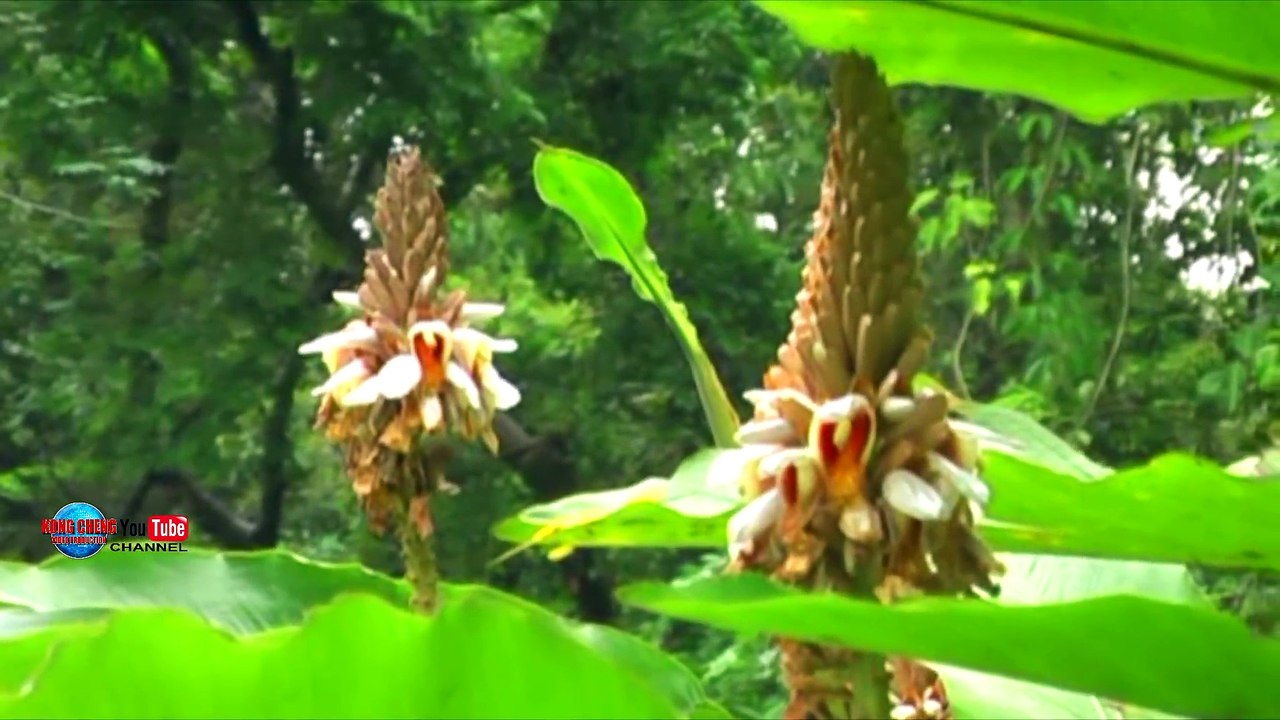 Noj ntses pam xoom dej naj cab, dej naj xim