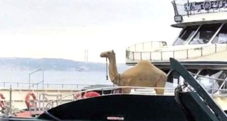 İstanbul Boğazı'ndaki Deve Manzarası Görenleri Şaşkına Çevirdi