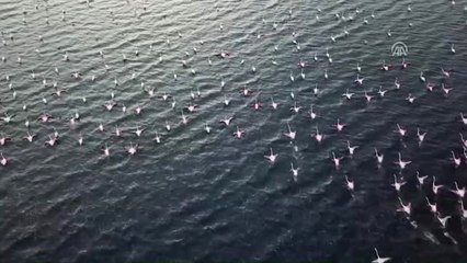 Van Gölü Flamingoları Ağırlıyor