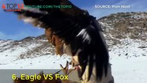 TOP 10 EAGLES VS ANIMALS ,  Eagles vs Fox, Goat, Deer, Cougar, Wolves, Snake,...