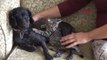 Çanakkale'de Yavru Kediye Annelik Yapan Köpekten Şefkat Dersi