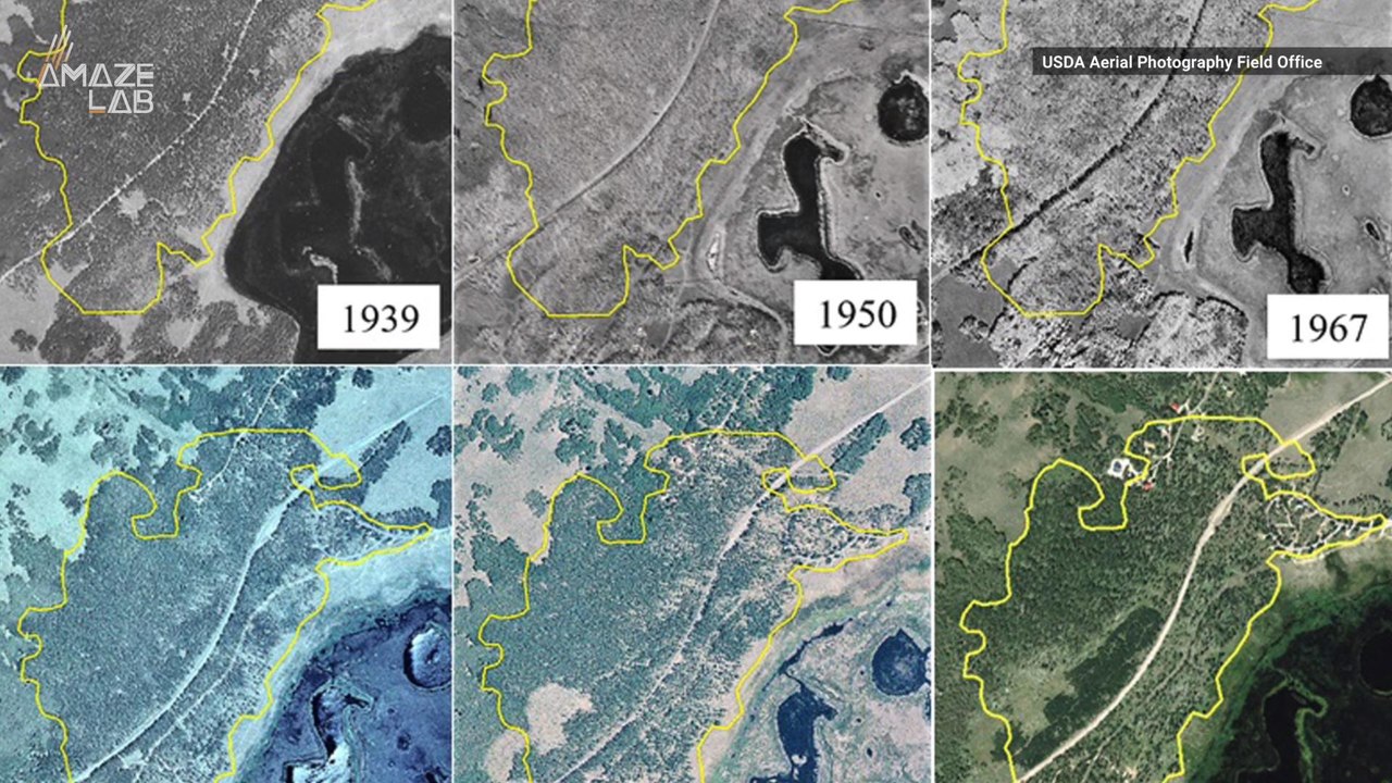 Scientists Say the 'Largest Living Thing' on Earth is Dying