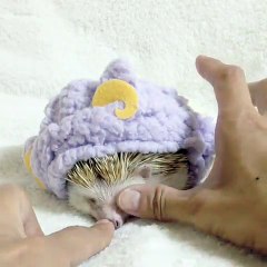 Hedgehog after good shower wearing his bejamas in bed