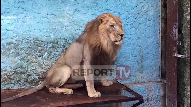 Report Tv brenda Safari Park në Fier, pamjet e luanit me syrin e plagosur dhe dy të tjerëve