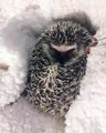 Hedgehog never resist some fresh warms