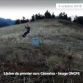 Lâcher du premier ours Claverina dans le Béarn, en Pyrénées-Atlantique