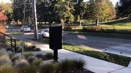 Des boules de pétanque dévallent une pente (Seattle)
