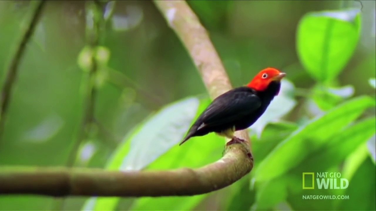 Un oiseau fait quelque pas de danse