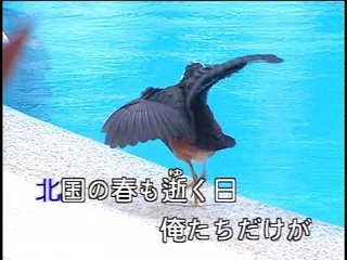 【HD】日本演歌熱唱(18)_赤いハンカチ (紅色的手巾)_（人聲）MV