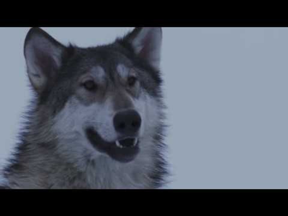 【HD】楊坤-流浪狗也有鄉愁 [Official Music Video]官方完整版MV