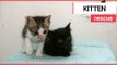 Kittens' miraculous survival after trapped in car for a week | SWNS TV