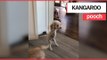 Poodle hops around like a KANGAROO after losing its two front legs | SWNS TV