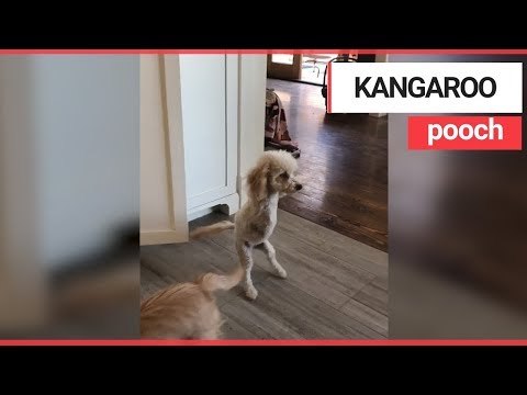 Poodle hops around like a KANGAROO after losing its two front legs | SWNS TV