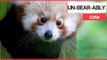 Zookeepers thrilled after rare baby red panda born | SWNS TV