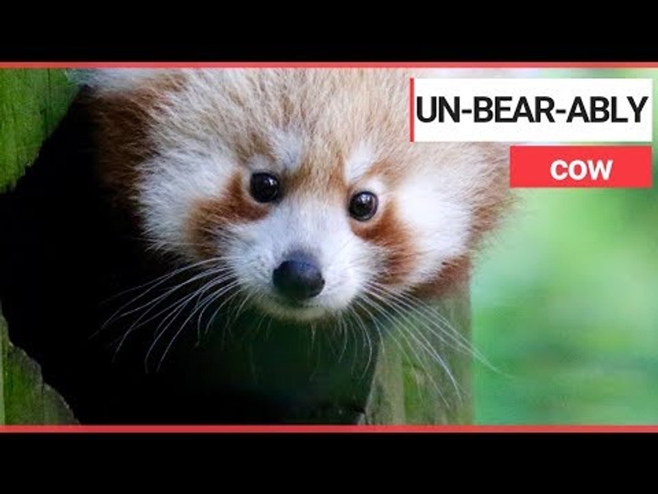 Zookeepers thrilled after rare baby red panda born | SWNS TV