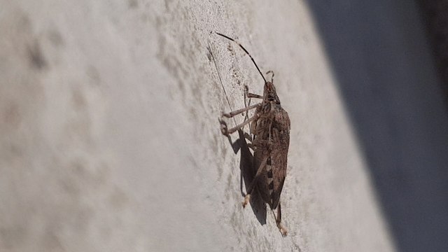 Tout savoir sur l'invasion de punaises diaboliques