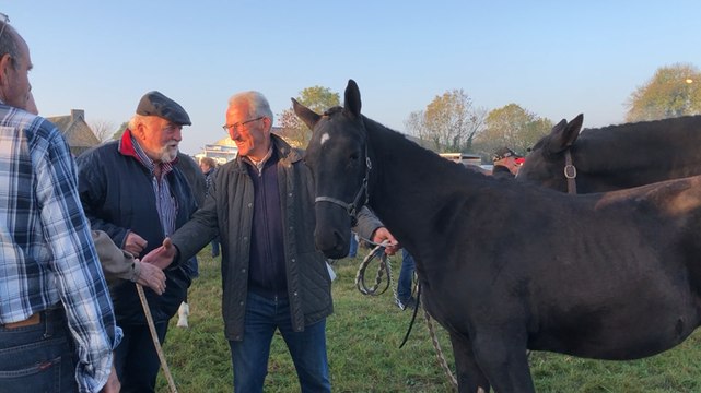 La foire aux chevaux reprend du lustre