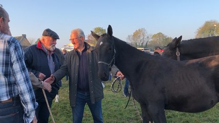 La foire aux chevaux reprend du lustre
