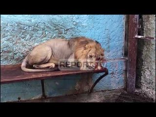 Report Tv brenda 'Parkut të Ferrit' në Fier, luani me syrin e plagosur