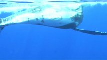 Nager avec des baleines, oui mais attention