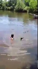 Des alligators s'approchent dangereusement de cet homme dans cette rivière