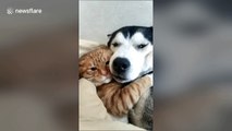 Best friends forever: Cat and dog snuggle up on sofa