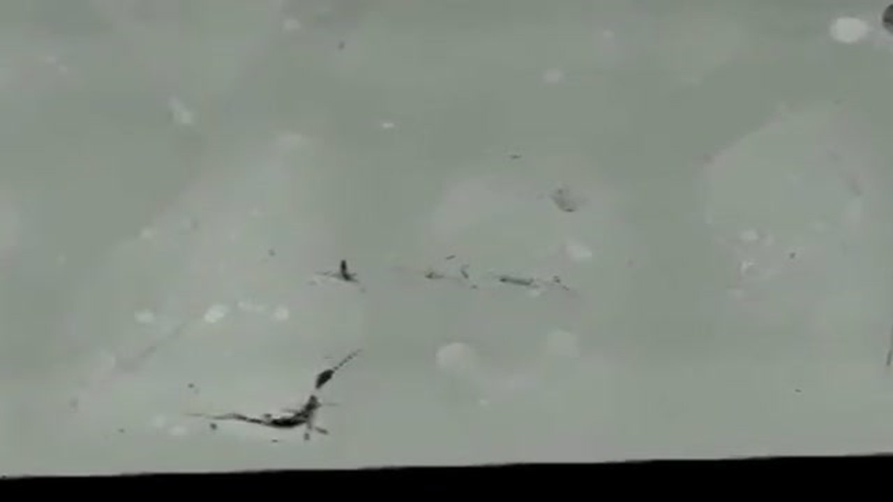 Insectos atrapados en ámbar