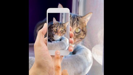 Snapchat ofrece filtros para tu gato
