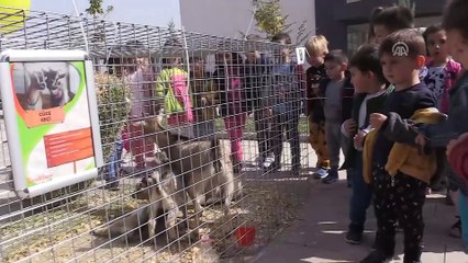 Öğrencilere süs tavukları tanıtıldı - UŞAK