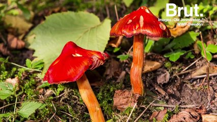 Ils sont partout, mais savez-vous réellement ce que sont les champignons ?