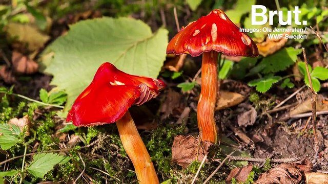 Ils sont partout, mais savez-vous réellement ce que sont les champignons ?