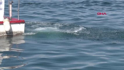 Van Dalgıçlar, Van Gölü'nde Temizlik Yaptı